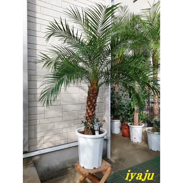 フェニックスロベレニー（0211）　八丈島産　ヤシの木　シンノウヤシ　10号Ｓサイズ　新築祝い　開店...