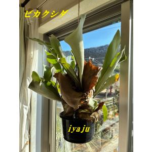 コウモリラン/ビカクシダ・ビフルカツム コルク板付き 吊り : 花の