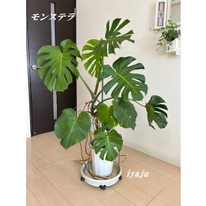アガベ アテナータ 8号（0015） オシャレな観葉植物 多肉植物 新築祝い