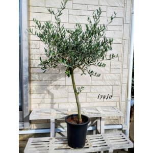 Olive オリーブの木 ルッカ Lucca 5号鉢 オリーブ オリーブの木 ルッカ | 観葉植物 | 送料無料でお届け - Hitohana