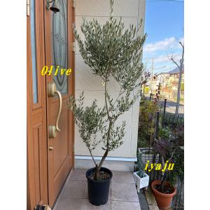 オリーブ 鉢植え 9号（562:ネバディロブランコ）創樹ブランド 現品
