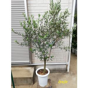 アガベ アオノリュウゼツラン 9号（0904）中型 オシャレな観葉植物