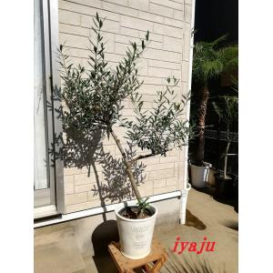 ［現品］※売約済※ 店舗　33番　フィカス　ウンベラータ　8号　観葉植物　室内 フィカス ウンベラータ 室内」の人気商品一覧 | 安い商品を通販サイト