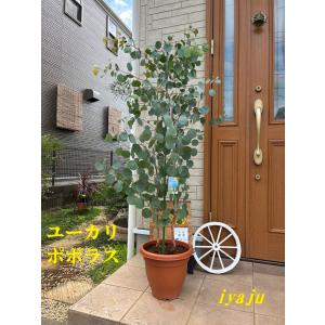 フィカス　アルテシマ　9 フィカス アルテシマゴムの木 9号（0205）インテリア 開店祝い