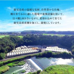 うなぎ 国産 蒲焼き 140g×2尾 16時ま...の詳細画像4