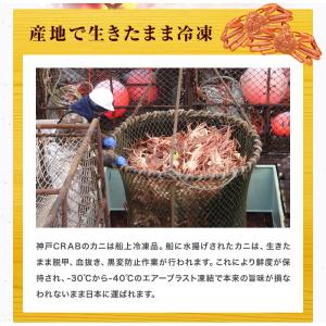 訳あり 生 ズワイガニ ずわいがに 折れ脚 小...の詳細画像5