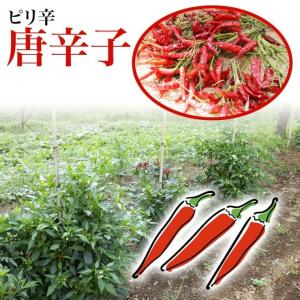 ぴり辛つぼ漬昆布 1.3kg 緑健農園 佃煮 ...の詳細画像5