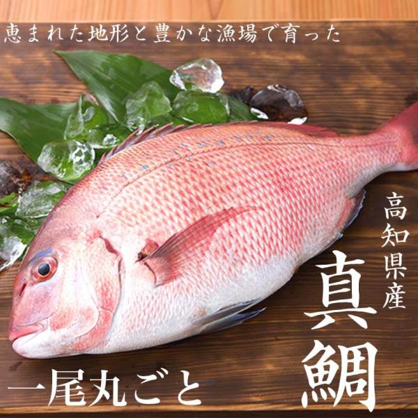 高知県産 真鯛 1尾 まるごとお届け 魚 タイ 鯛 ラウンド 1匹 高知 須崎市 新鮮 海鮮 鮮魚 ...