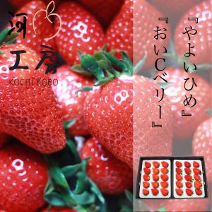 ギフト 苺 いちご やよいひめ おいCベリー 各1パック 1パック15個入り 1パック約400g｜kochikobo