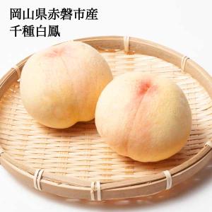 桃 白桃 千種白鳳 ギフト お中元 約3.5kg 10-18玉入り 1玉 約300g 農家直送 もぎたて発送 岡山県産 予約販売 7月中旬頃から発送予定｜kochikobo