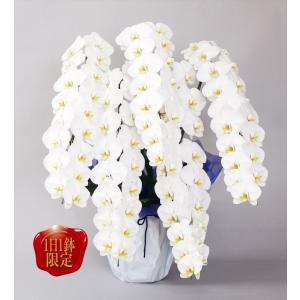 白大輪胡蝶蘭 5本立ギフト(75 輪以上)1日1鉢限定の商品画像