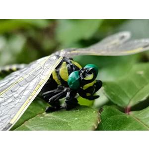 オニヤンマの商品一覧 通販 Yahoo ショッピング