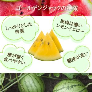 【予約開始 7月下旬頃順次発送予定】スイカ 大...の詳細画像1