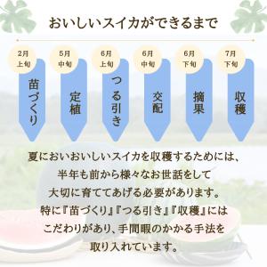 【予約開始 7月下旬頃順次発送予定】スイカ 大...の詳細画像5
