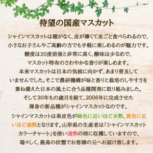 ぶどう シャインマスカット 山形県産 天童 1...の詳細画像2