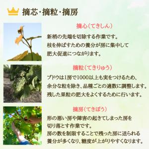 ぶどう シャインマスカット 山形県産 天童 1...の詳細画像5