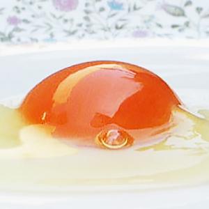 生でも安心卵かけご飯が美味しい宝友卵10個｜kodawari