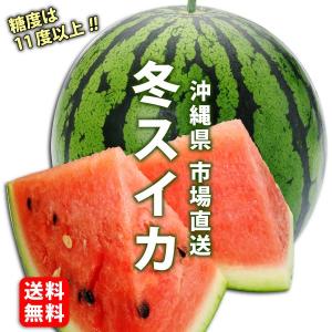 市場直送　沖縄県産冬スイカ　秀品　1個入　2,5〜3kg　全国どこでも　1月