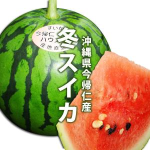 沖縄県今帰仁産スイカ　　１個入り　2,5ｋｇ〜3,5ｋｇ　12月中旬