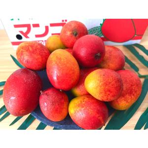 沖縄県産ミニマンゴー1kg 8~20個入 送料無...の商品画像