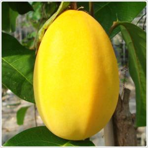 沖縄南城市産　ちゅうちゅう　パッションフルーツ生１ｋｇ　10玉〜17玉