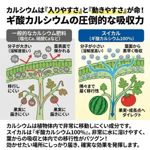 有機酸カルシウム肥料 スイカル 1.0kg 葉...の詳細画像2