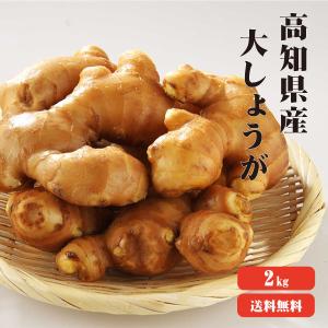 高知産 大生姜 2kg 送料無料 業務用  高知県産 大生姜 近江生姜 生姜 国産 根生姜 囲い生姜 坂田信夫商店