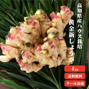 高知産 ハウス栽培 黄金新生姜 4kg 送料無料 季節限定  高知県産 三州生姜 生姜 国産 根生姜 囲い生姜 坂田信夫商店