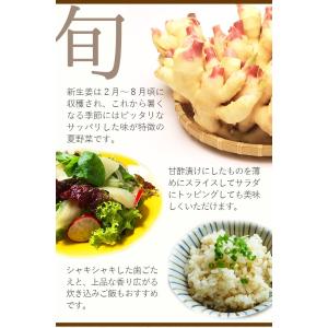 高知産 ハウス栽培 黄金新生姜 4kg 送料無...の詳細画像2