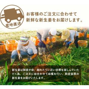 高知産 ハウス栽培 黄金新生姜 4kg 送料無...の詳細画像3