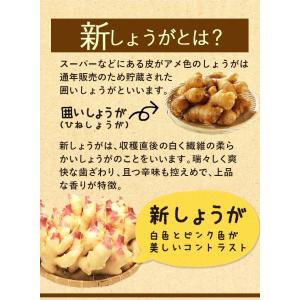 高知産 ハウス栽培 黄金新生姜 4kg 送料無...の詳細画像4