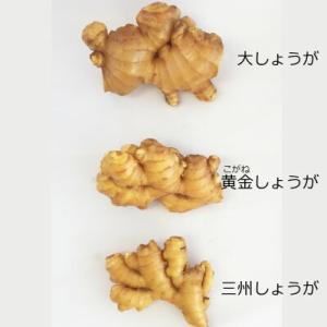 高知産 黄金生姜 1kg 送料無料 業務用 高...の詳細画像2