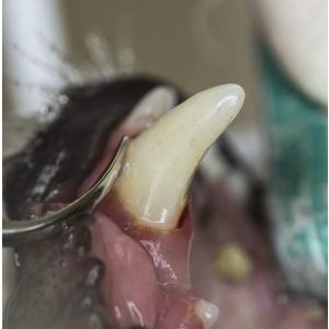 犬の歯石取りスケーラーの商品一覧 通販 Yahoo ショッピング