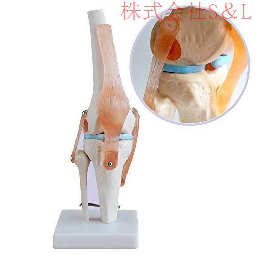 人体膝関節模型 骨格模型 シミュレーションモデル 人体模型 1:1サイズ 靭帯付き 株式会社S＆L ...