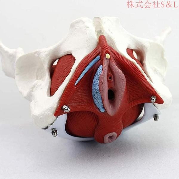 女性の骨盤の解剖モデル、骨盤底筋の取り外し可能な臓器には子宮が含まれ、骨盤底筋の色付き、等身大 株式...