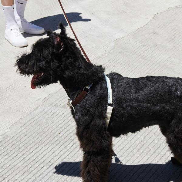 [KOGO-purrre] S size Unzip Y-Shaped Harness Suit  ...