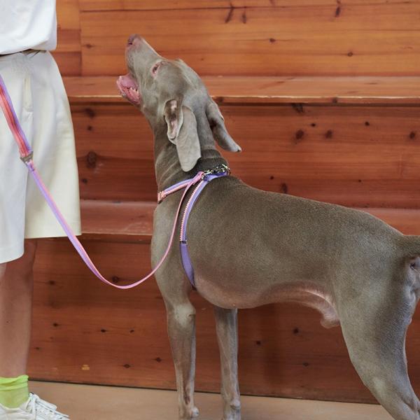 [KOGO-purrre] L size Unzip Y-Shaped Harness Suit  ...