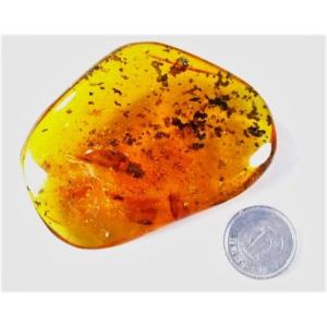 琥珀ドミニカ産・虫入り琥珀 （紙魚シミ、コオロギ、小さな黄金虫等）(大型裸石)｜kohakuya