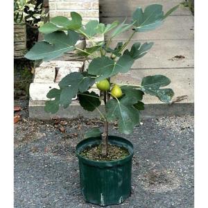 兼弥産業 スリットポット 径24cm×底径20．5cm×高さ21cm