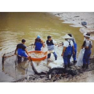 松田漁具 地曵網 標準タイプ (袋・泥よけ・ウキ・オモリ付) 網目3.8mm×深さ1.35m長さ20m 【受注生産品】