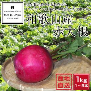 産地直送！ 和歌山産 赤大根 1kg