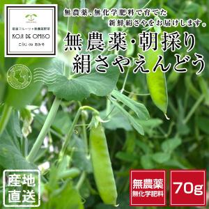 無農薬 和歌山産 朝採り 絹さやえんどう豆 70g ■期日指定不可・発送翌日受取限定：翌日お届け時間帯にご注意ください■｜koji-de-omiso