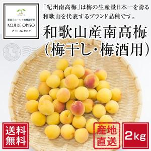 【予約受付中】和歌山産 南高梅（梅干し・梅酒・梅ジュース用）2kg 2L以上［送料無料］発送翌日受取り限定 ■期日指定不可・6月初旬より順次発送■｜koji-de-omiso