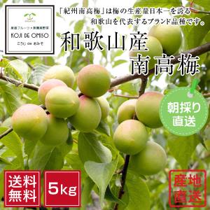 【予約受付中】和歌山産 朝採り！南高梅（青梅）5kg 2L以上［送料無料］発送翌日受取り限定 ■期日指定不可・6月初旬より順次発送■｜koji-de-omiso