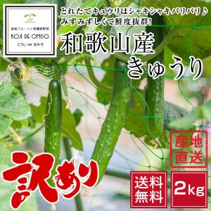 和歌山産 訳ありきゅうり サイズ混合 2kg［］■期日指定不可・翌日受取限定：お届け時間帯にご注意ください■