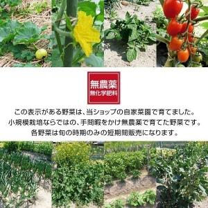 産地直送!おまかせ 無農薬 旬野菜セット 10...の詳細画像3