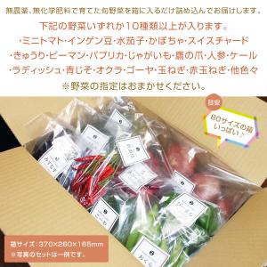 産地直送!おまかせ 無農薬 旬野菜セット 10...の詳細画像5