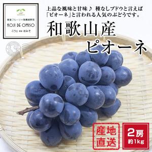 和歌山産 ぶどう ピオーネ 約1kg ■期日指定不可・発送翌日受取限定：翌日お届け時間帯にご注意ください■チルド便で発送