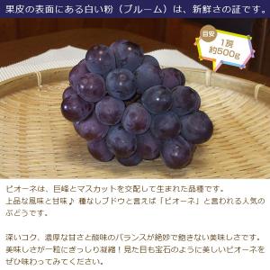和歌山産 ぶどう ピオーネ 約1kg ■期日指...の詳細画像4