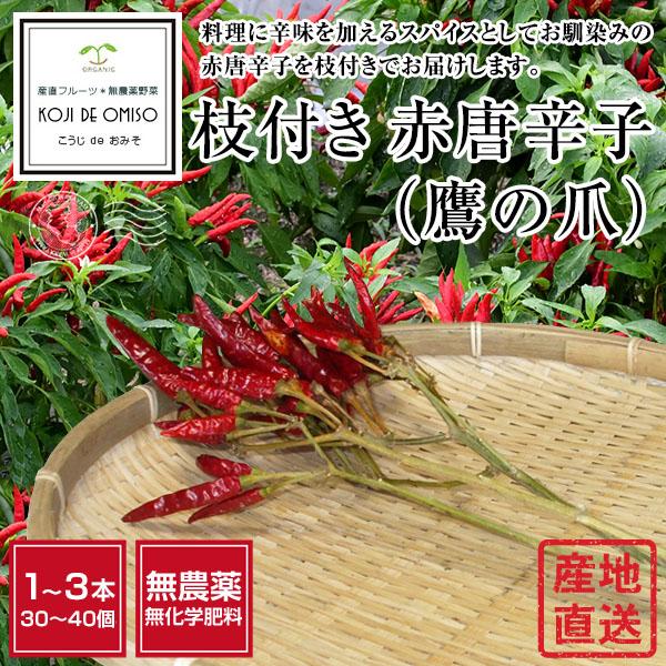 産地直送！ 和歌山産 無農薬 枝付き乾燥 赤唐辛子（鷹の爪）1〜3本 / 30〜40個